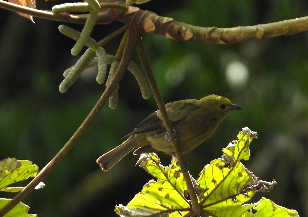 Palm Tanager - ML659391697
