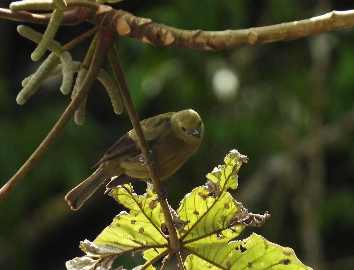 Palm Tanager - ML659391713