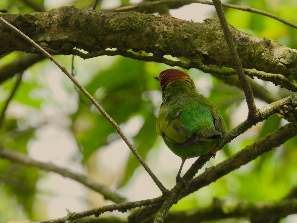 Bay-headed Tanager - ML659391761