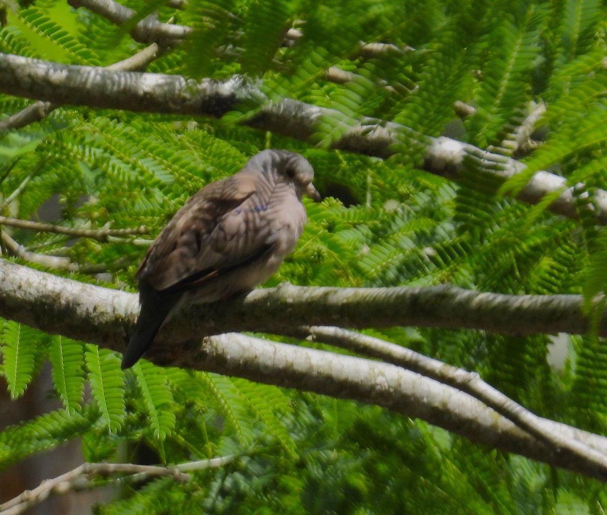 Plain-breasted Ground Dove - ML659391817