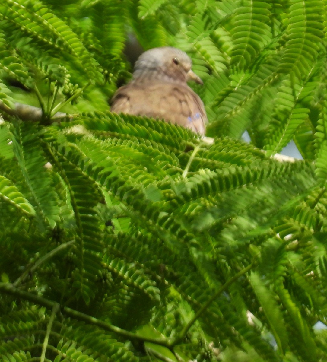 Plain-breasted Ground Dove - ML659391835
