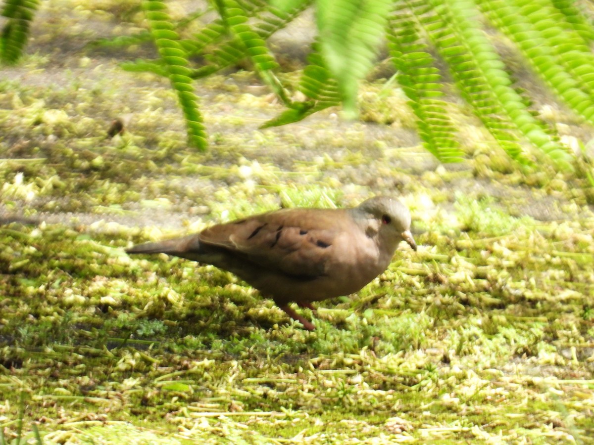 Plain-breasted Ground Dove - ML659391854