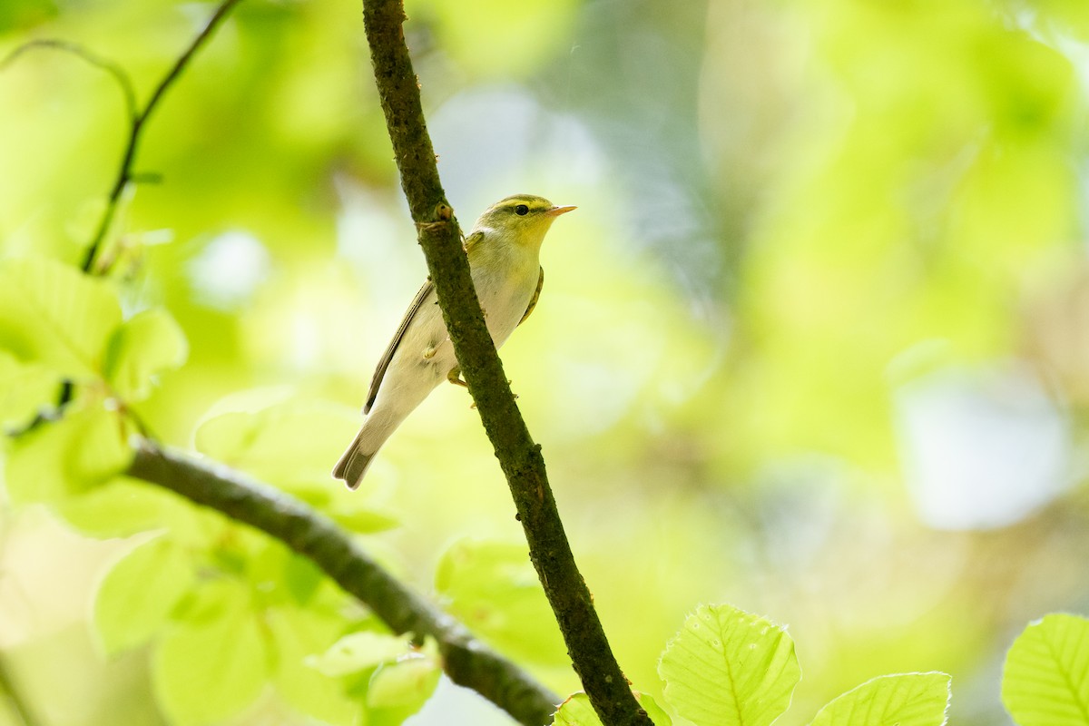 Wood Warbler - ML659392692