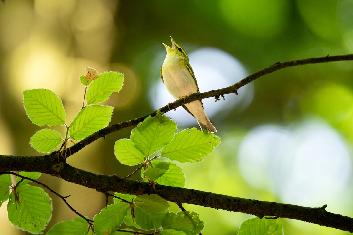 Wood Warbler - ML659392733