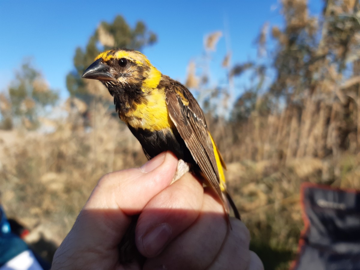 Yellow-crowned Bishop - ML659392871
