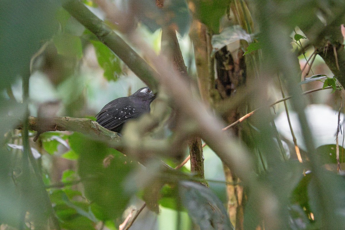 Plumbeous Antbird - ML659393045