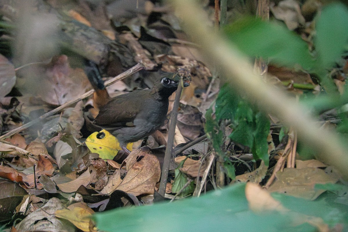 Black-faced Antthrush (Black-faced) - ML659393063