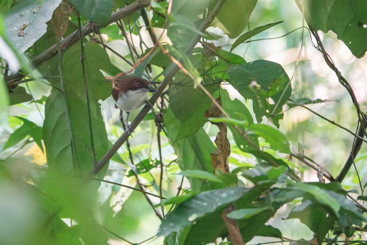 Great Antshrike - ML659393077