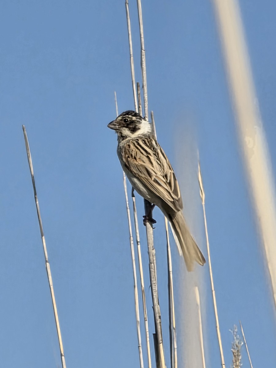Reed Bunting - ML659393456