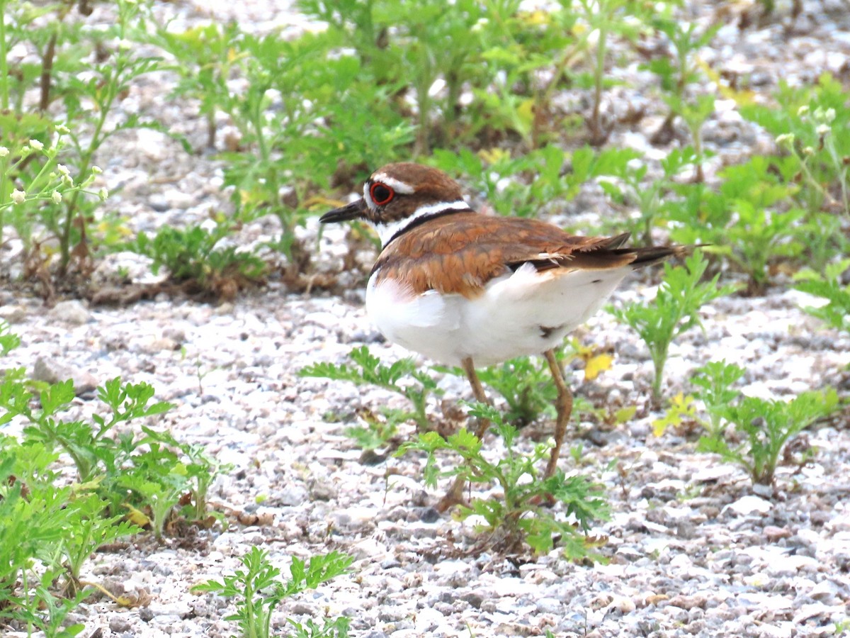 Killdeer - ML659393761