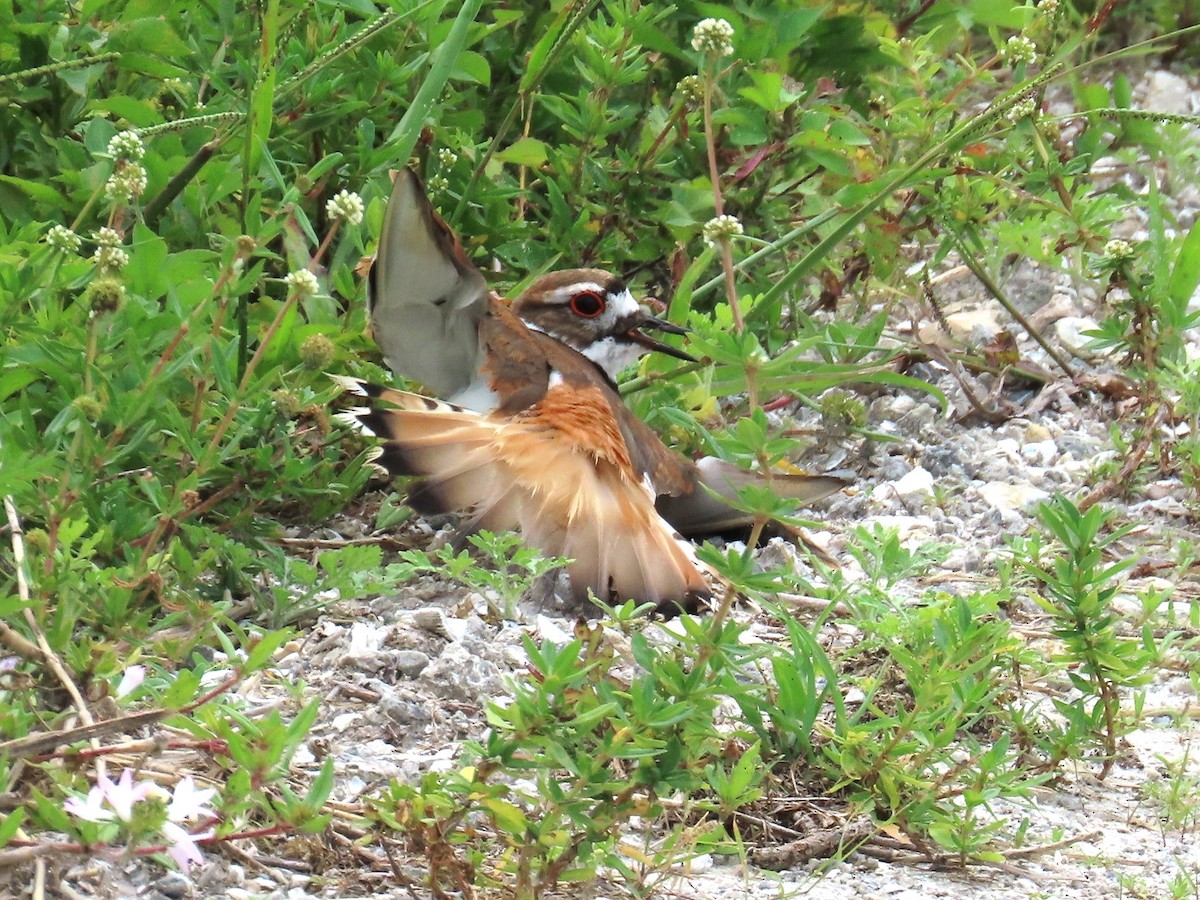 Killdeer - ML659393786