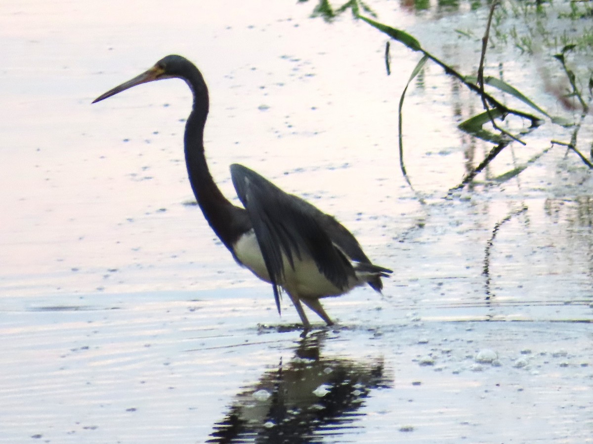 Tricolored Heron - ML659393825