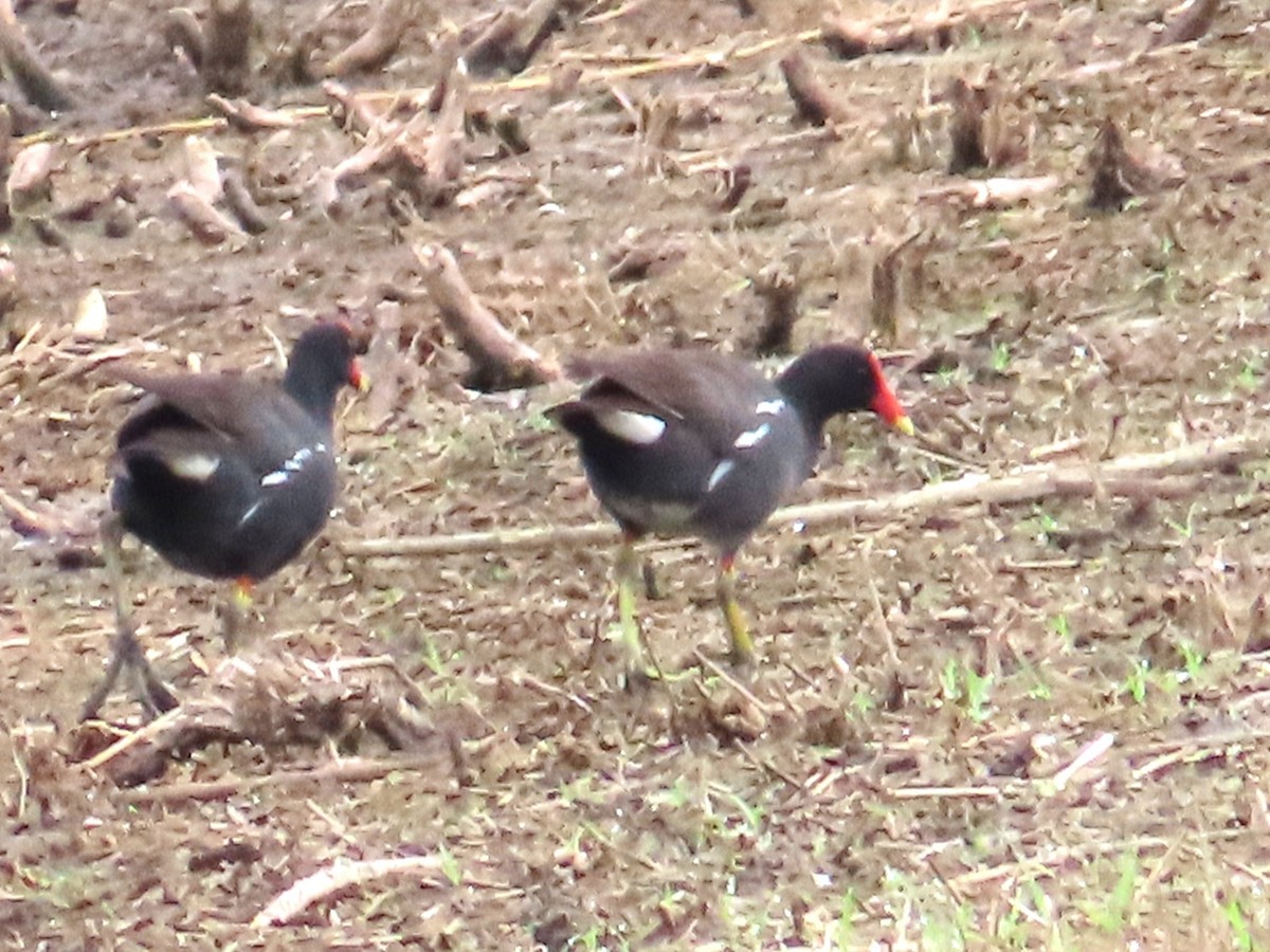 Common Gallinule - ML659393890