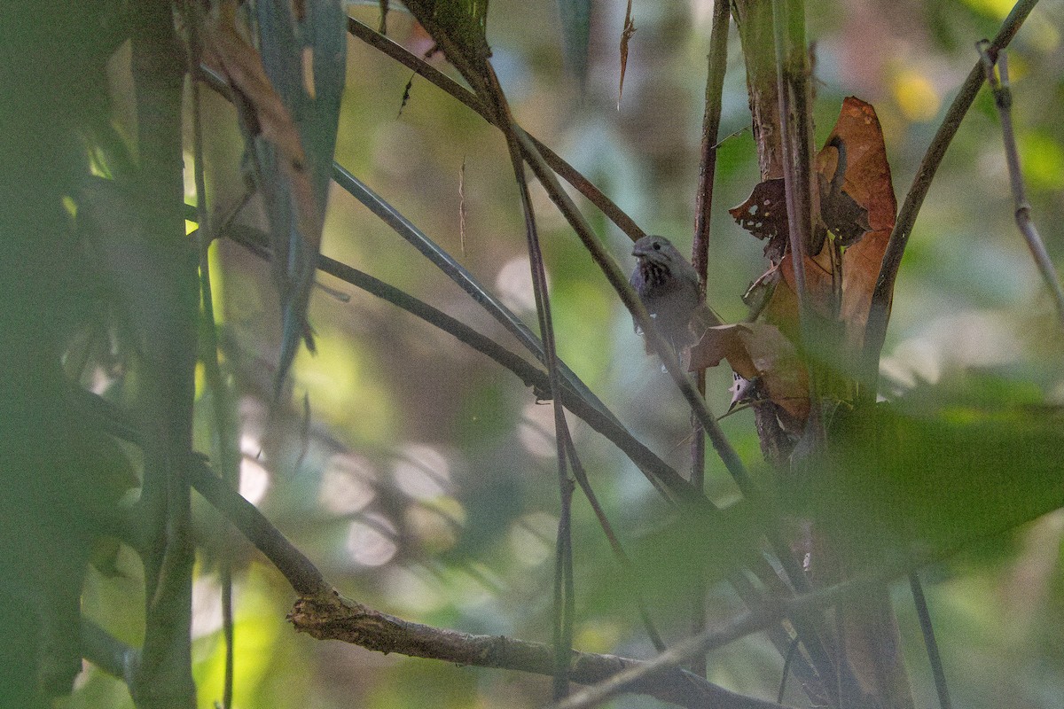 Rio Madeira Stipplethroat (Madeira) - ML659393919