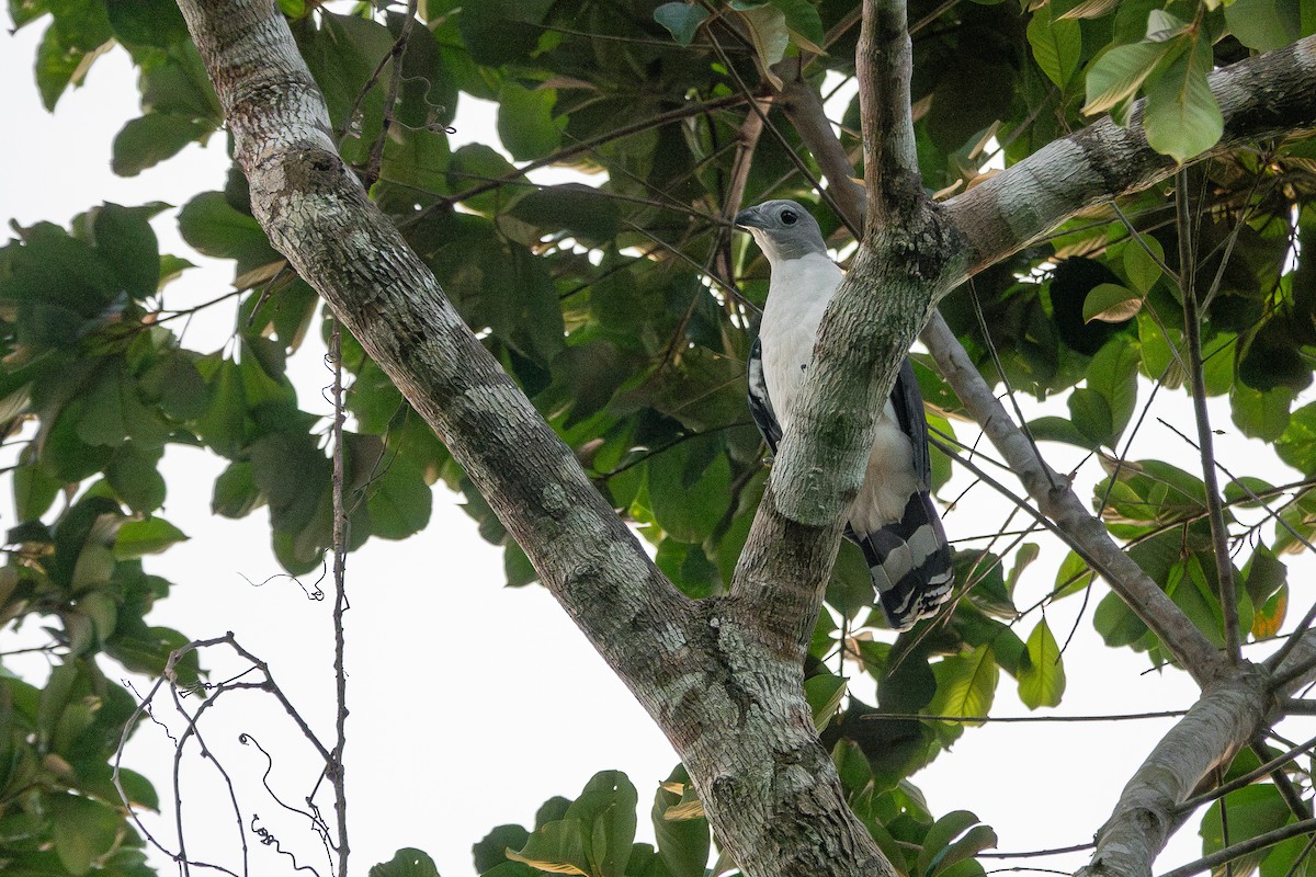 Gray-headed Kite - ML659394323