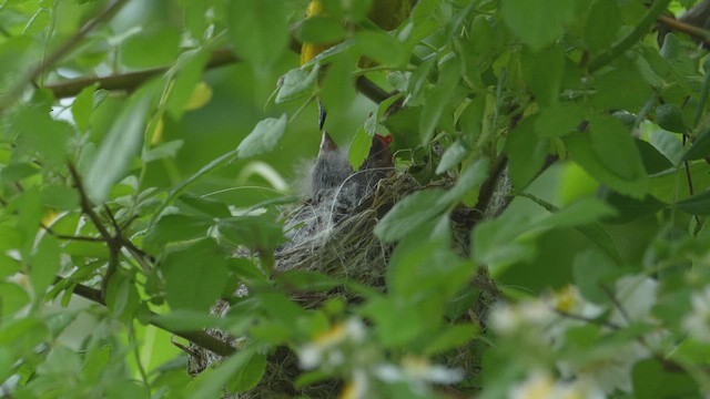Northern Yellow Warbler - ML659394504