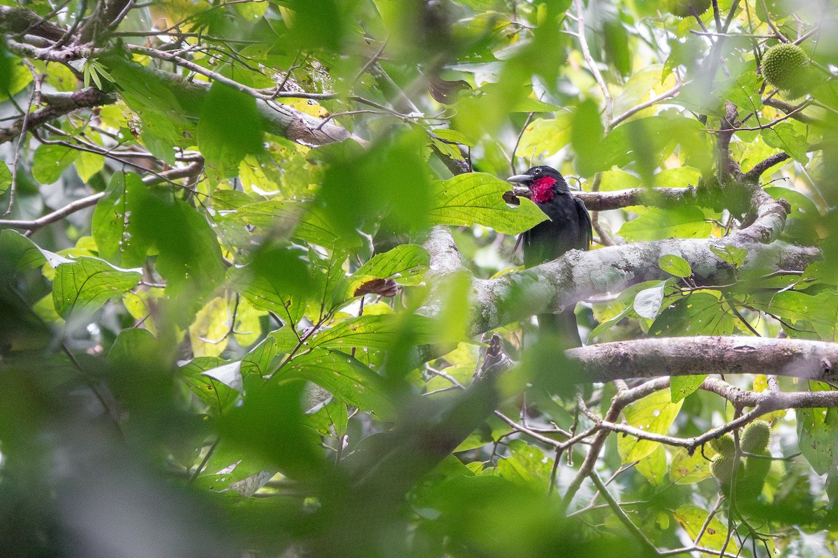 Purple-throated Fruitcrow - ML659394654