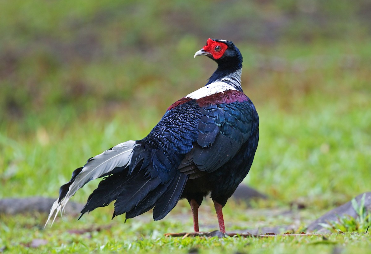 Swinhoe's Pheasant - ML659394692