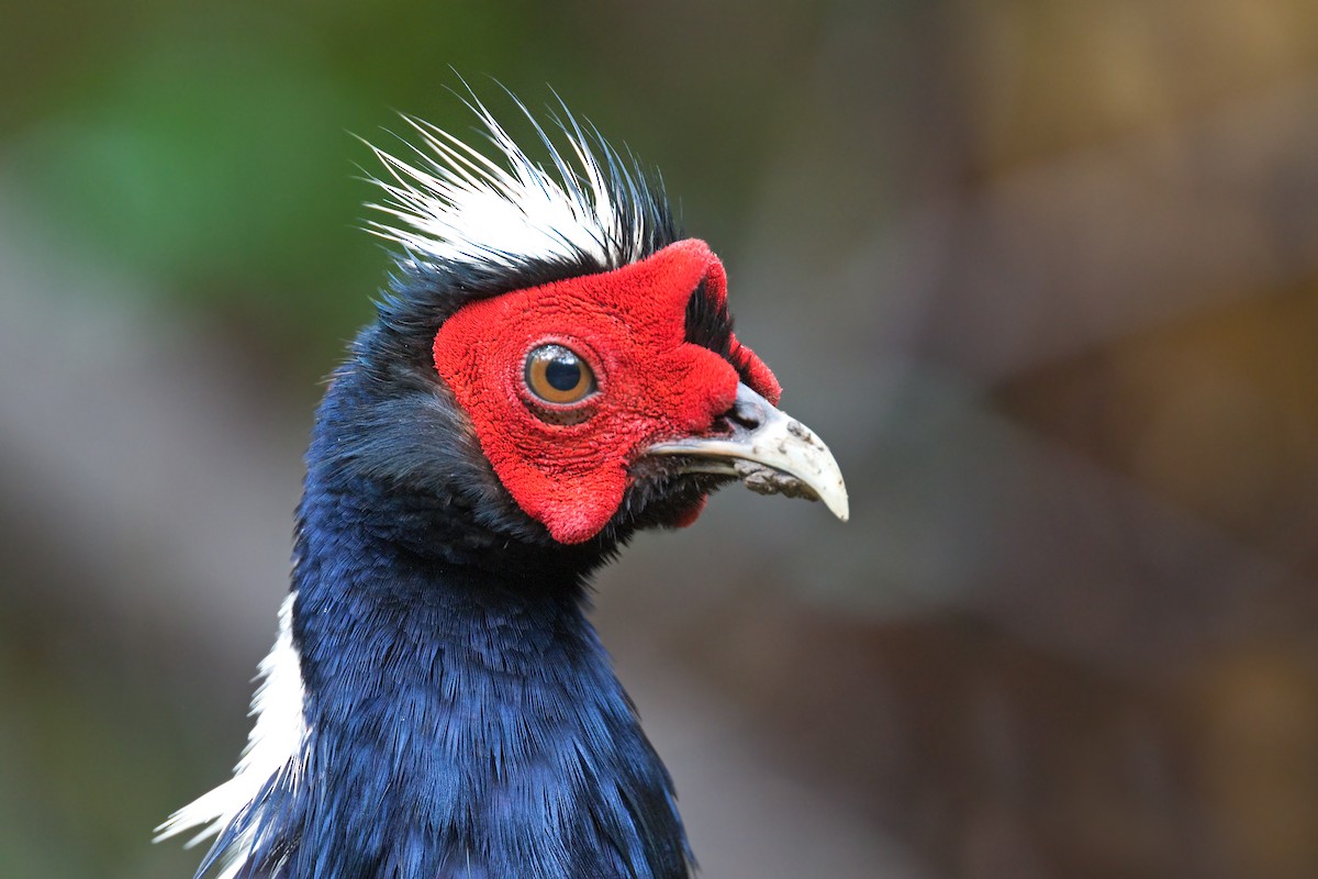 Swinhoe's Pheasant - ML659394704