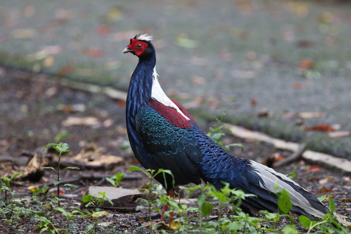 Swinhoe's Pheasant - ML659394717