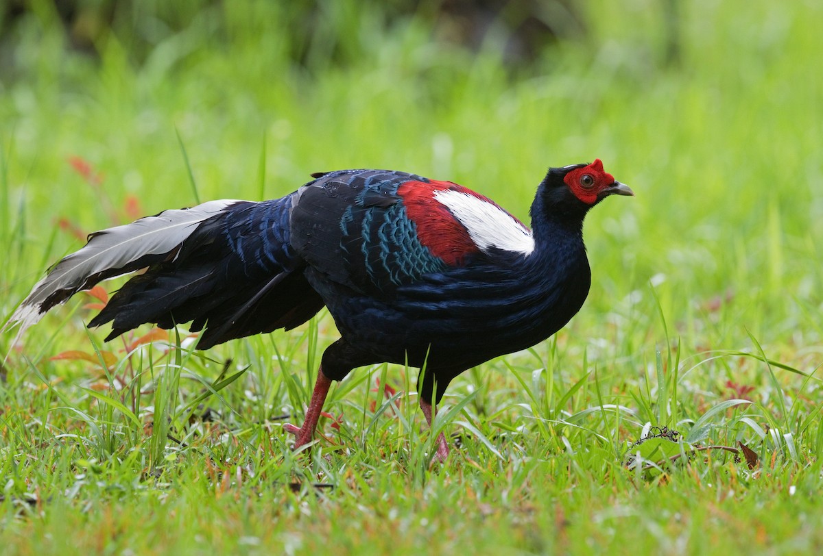 Swinhoe's Pheasant - ML659394731