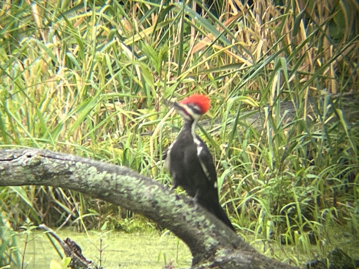 Pileated Woodpecker - ML659395280