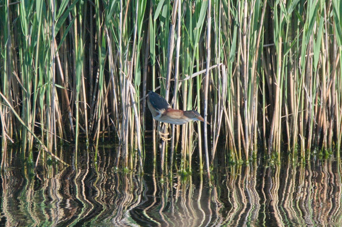 Least Bittern - ML659395292