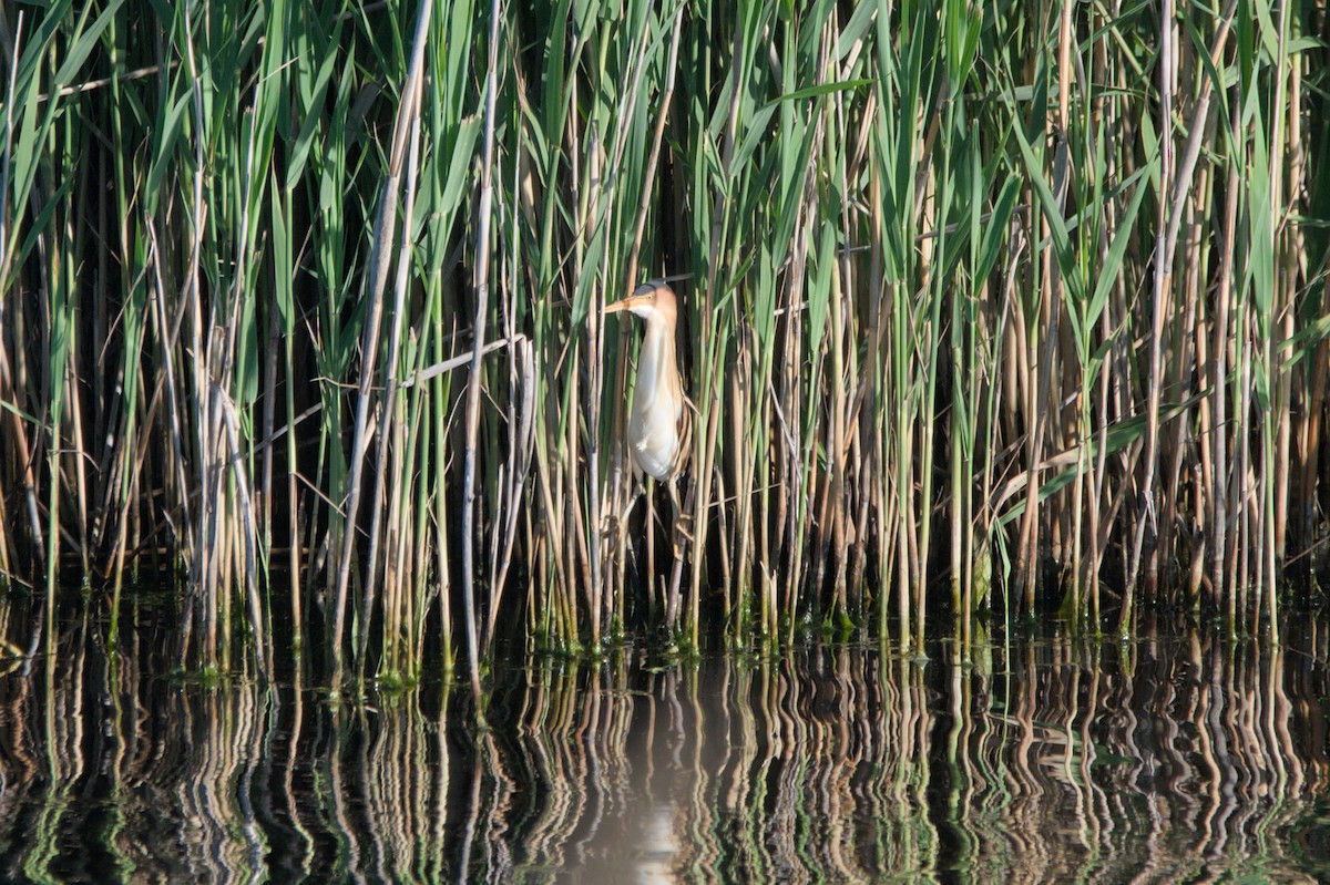 Least Bittern - ML659395293