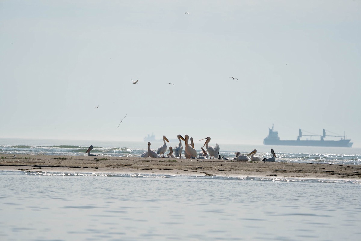 Розовый пеликан - ML659395331