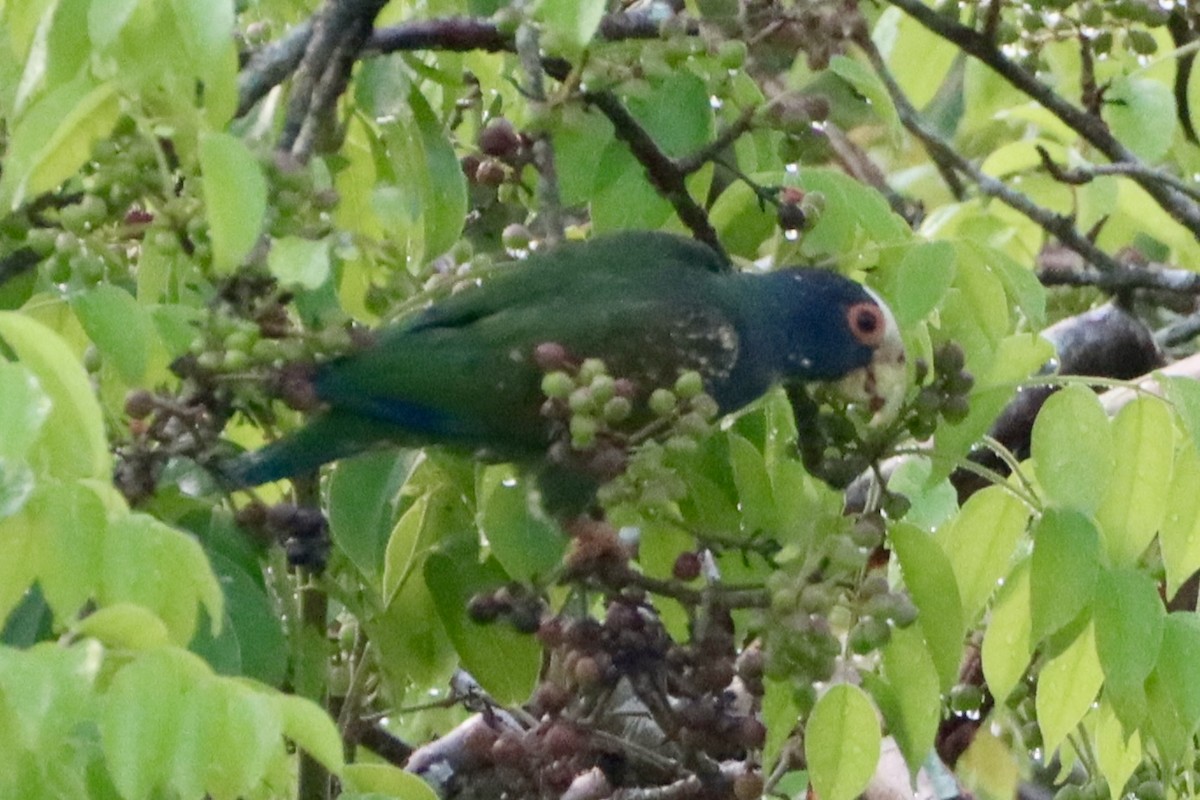 White-crowned Parrot - ML659395661