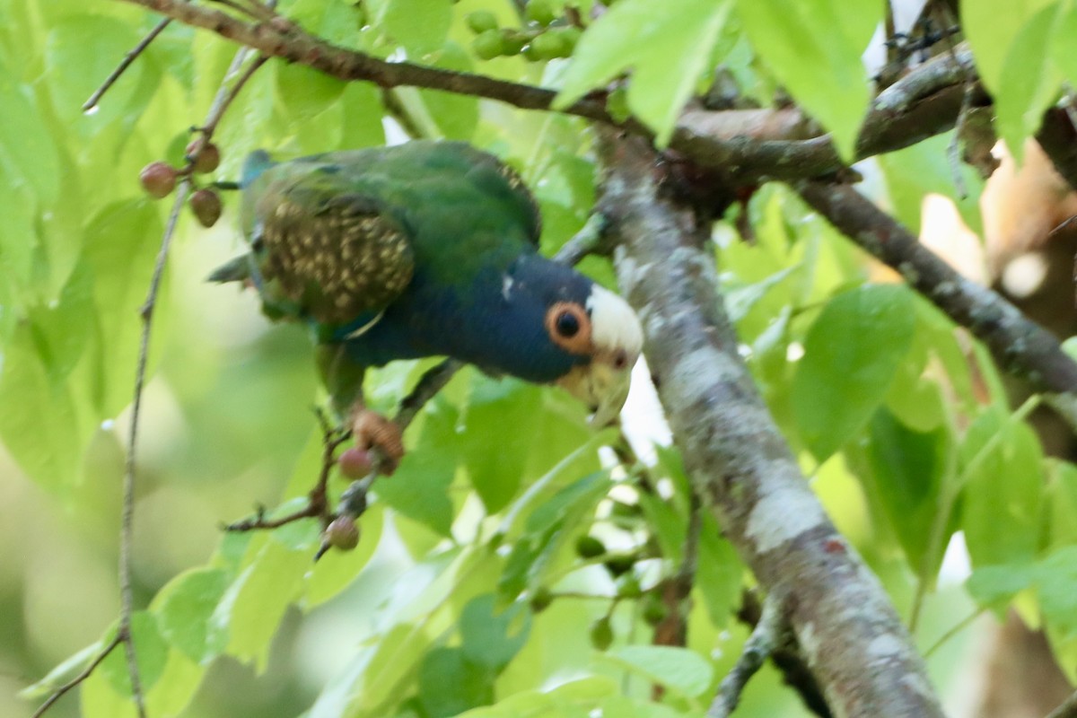 White-crowned Parrot - ML659395662