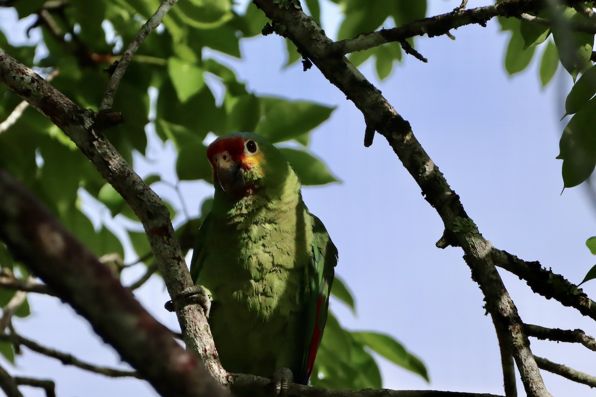 Red-lored Amazon - ML659395674