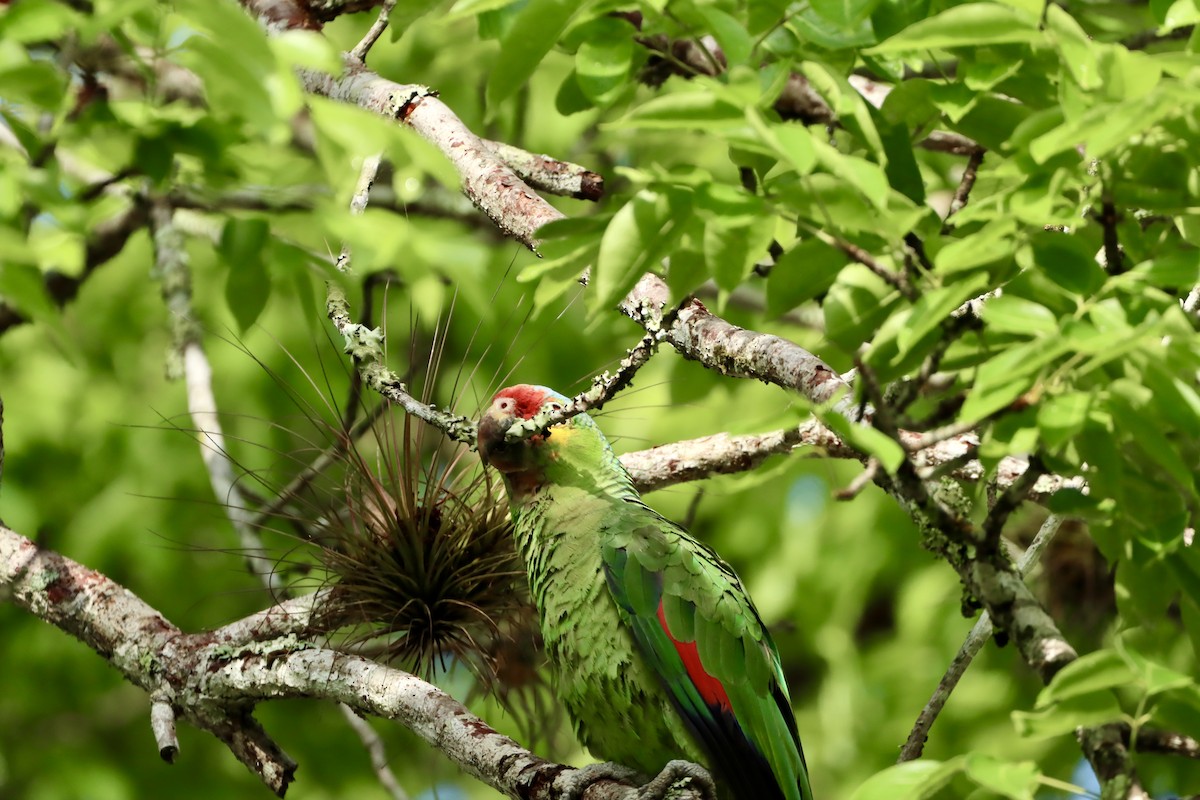 Red-lored Amazon - ML659395675