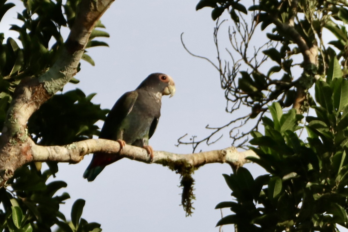 White-crowned Parrot - ML659395682