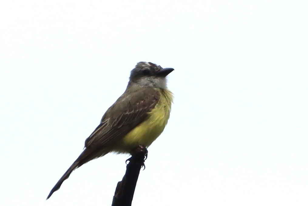 Tropical Kingbird - ML659395693