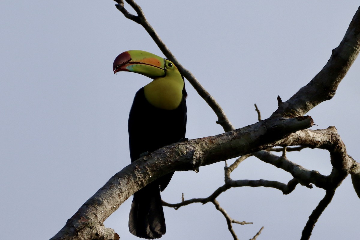 Keel-billed Toucan - ML659395701