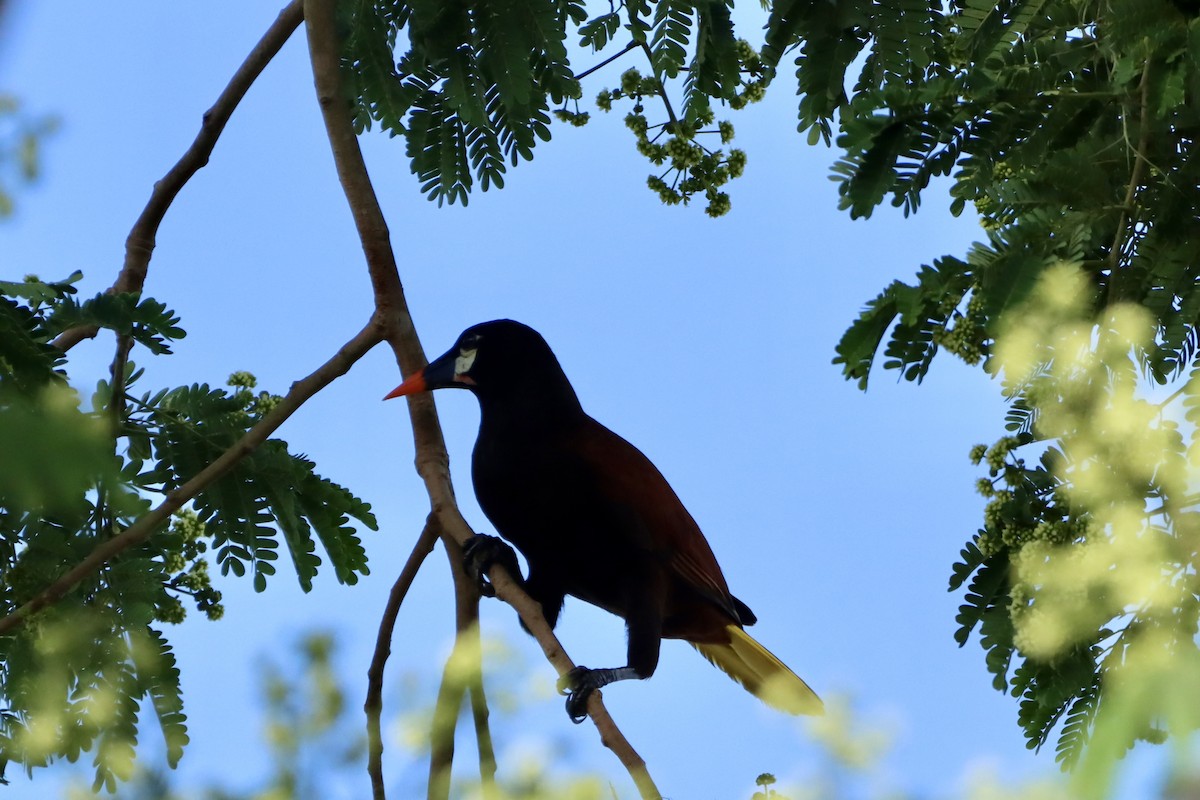 Montezuma Oropendola - ML659395715