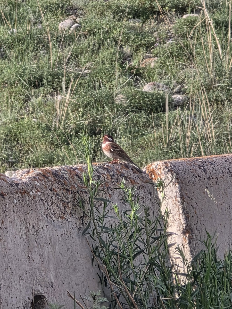 Pine Bunting - ML659396919