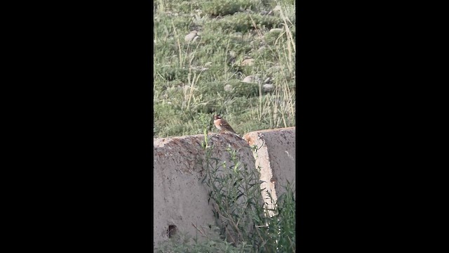 Pine Bunting - ML659396921