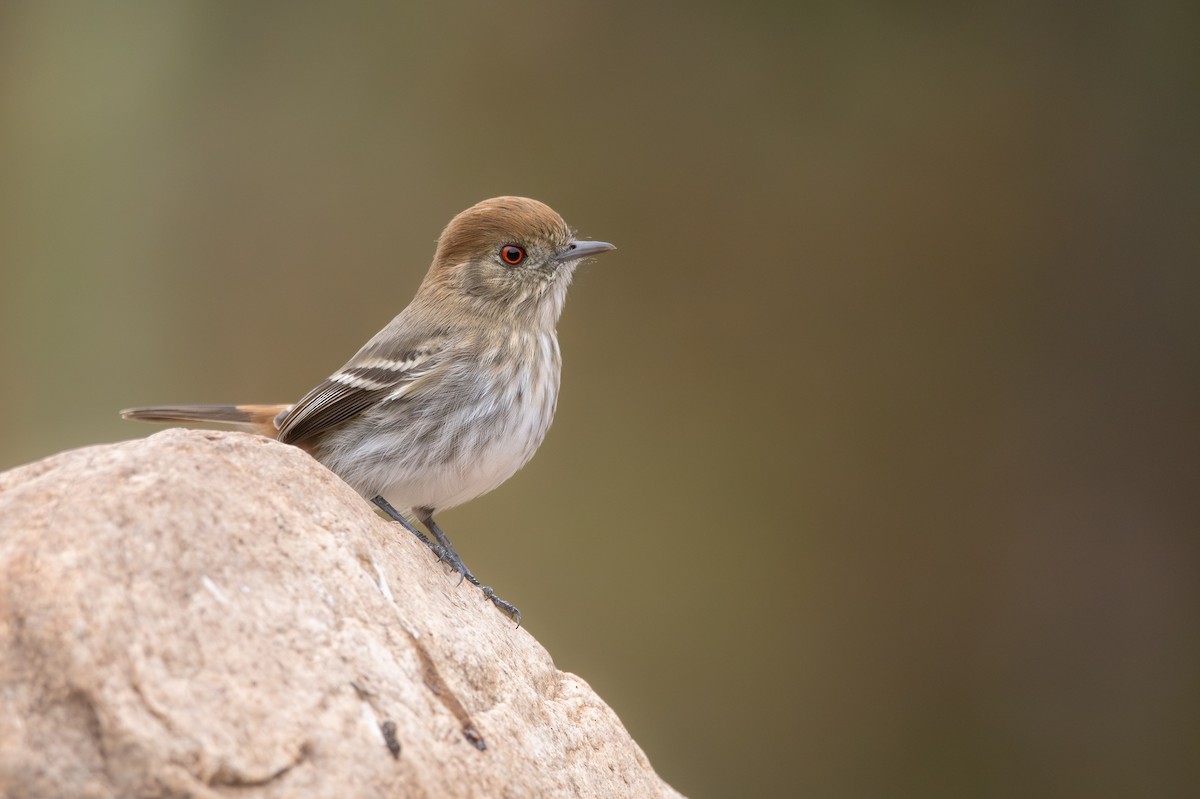 Cinereous Tyrant - ML659397224