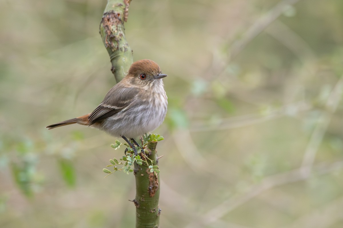 Cinereous Tyrant - ML659397225