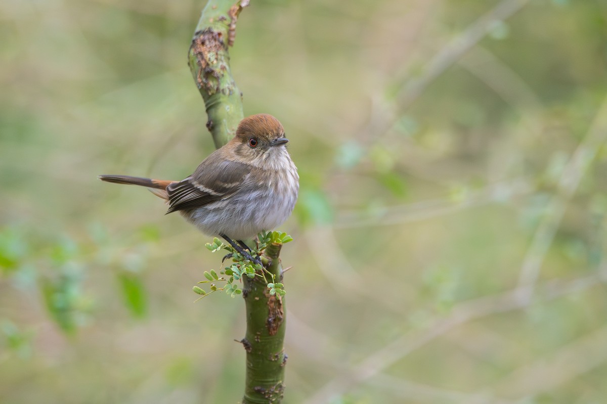 Cinereous Tyrant - ML659397226