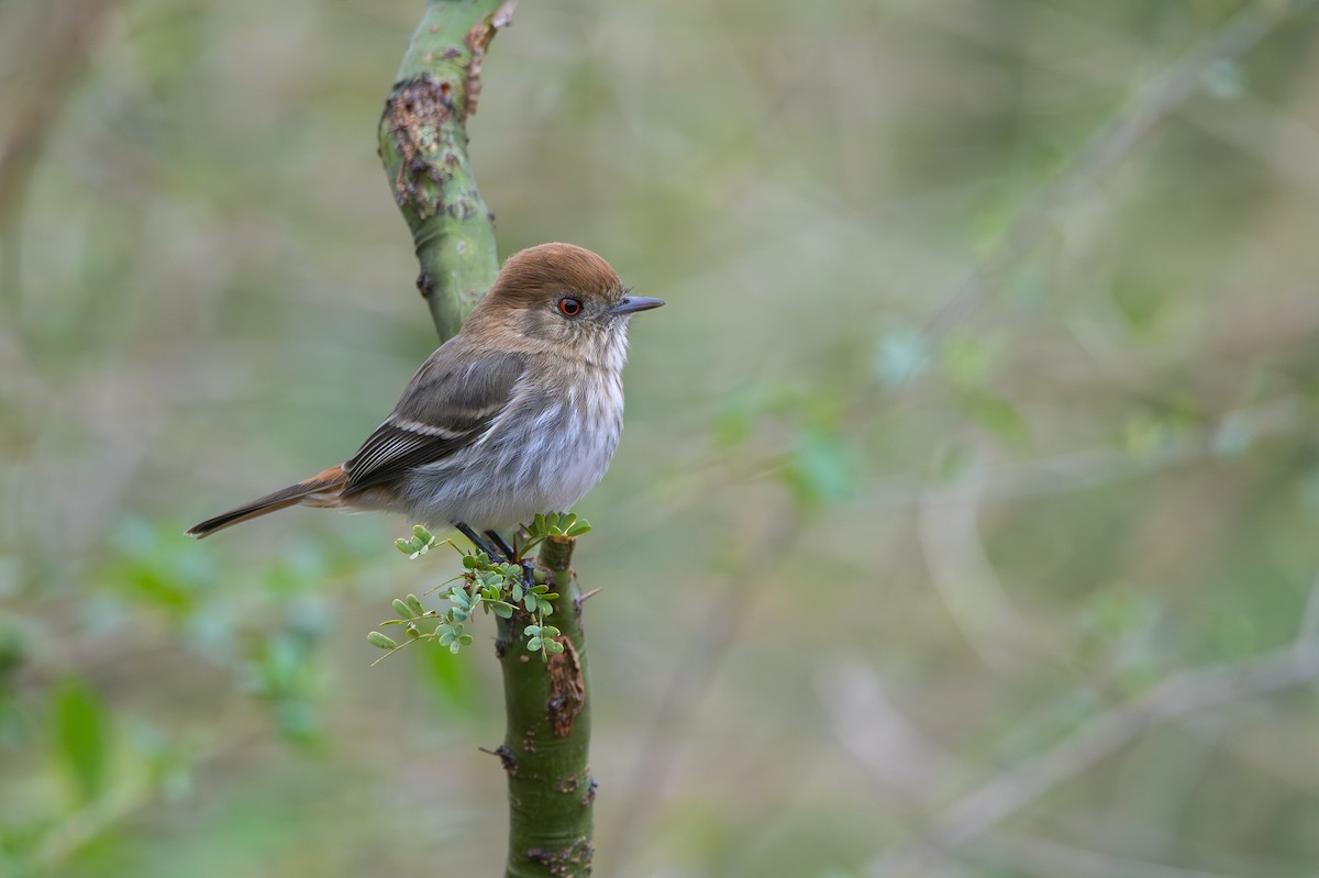 Cinereous Tyrant - ML659397227