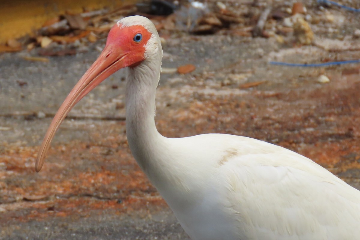 eBird Checklist - 9 Jun 2026 - 16970 South Tamiami Trail, Fort Myers ...
