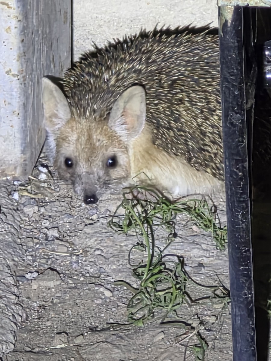 Animals - ML659397354