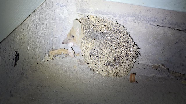 Animals - ML659397355