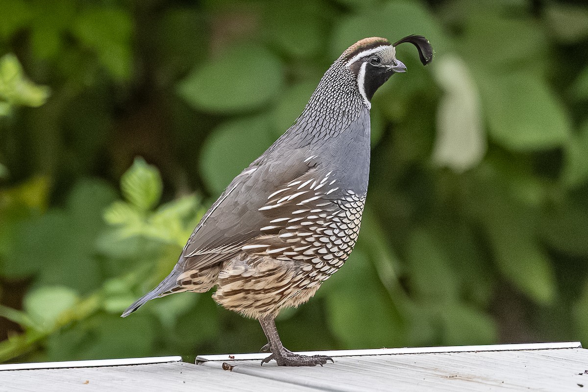 eBird Checklist - 8 Jun 2026 - Chief Timothy Park - 18 species