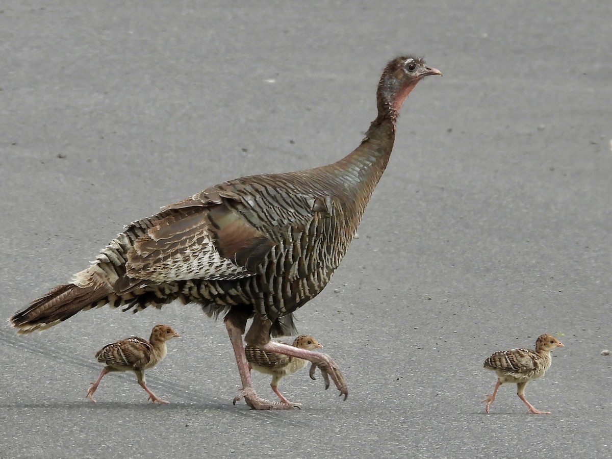 eBird Checklist - 8 Jun 2026 - Bickleton - 10 species