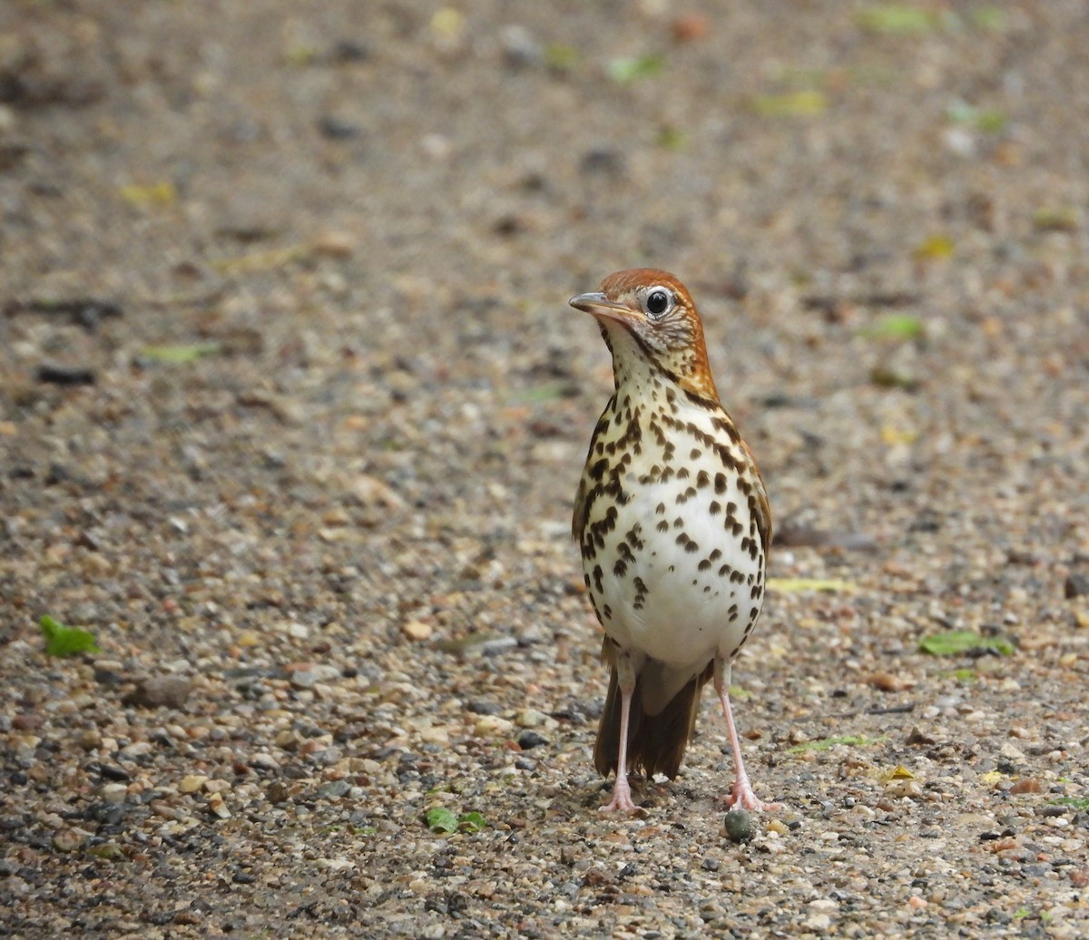Wood Thrush - ML659398055
