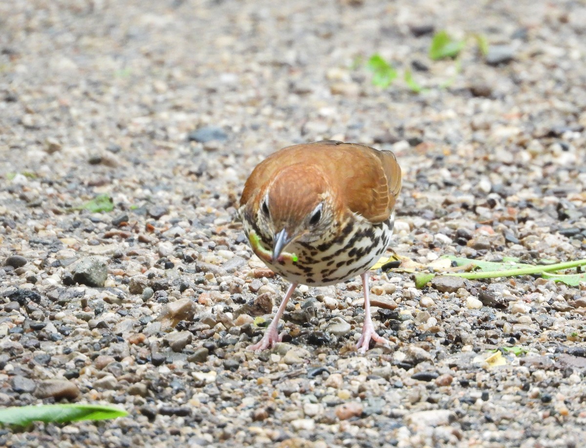 Wood Thrush - ML659398058